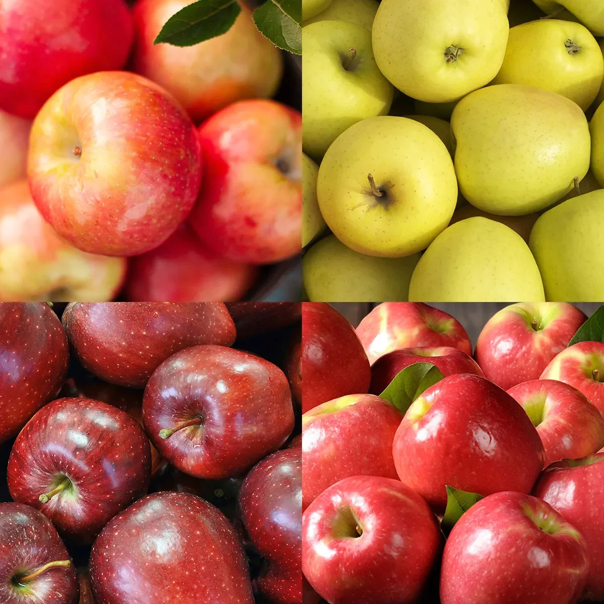 Apple Fruit Gifts